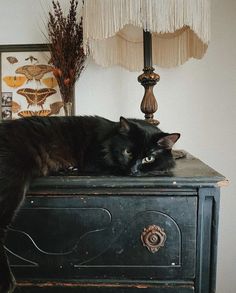 Black cat and country core decor Season Of The Witch, Witch Aesthetic, Pretty Cats, Crazy Cat Lady, Crazy Cats, Cat Lady, Mammals, Fur Babies, Cute Cats