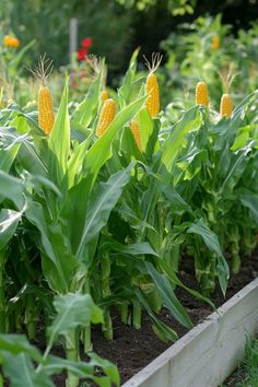 corn is growing in the garden and ready to be picked from the field or planter