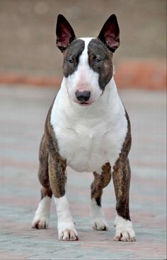 a brown and white dog standing on top of a brick floor