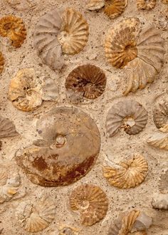 many different types of shells on the sand