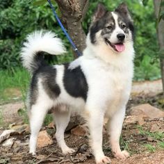 a black and white dog standing next to a tree