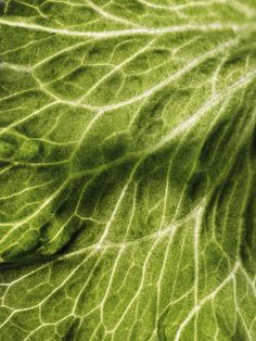 a close up view of a green leaf