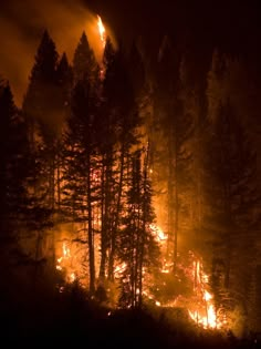 a forest filled with lots of tall trees covered in fire and bright orange lights at night