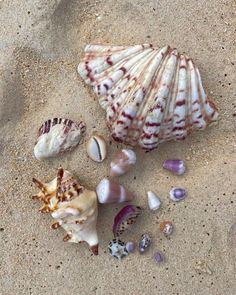 several seashells are laying on the sand