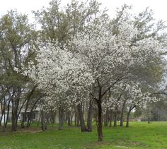 a tree with white flowers is in the middle of a grassy area next to some trees