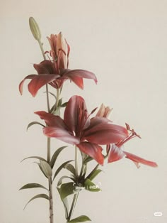 three red flowers in a vase on a table