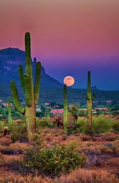 there is a full moon in the sky above some cactus