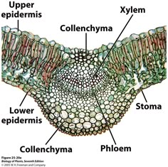 the structure of an animal's body with labels on each section and labeled parts