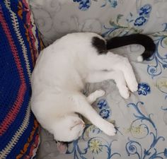 a black and white cat laying on top of a couch