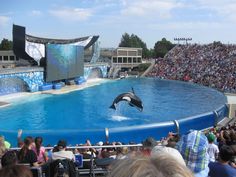 a dolphin jumping out of the water in front of an audience at a show with people watching