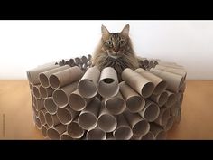 a cat sitting on top of a pile of rolled up toilet paper tubes in front of a white wall