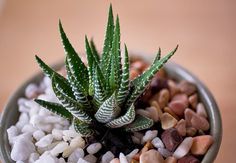 a small potted plant sitting on top of a table filled with rocks and gravel