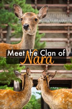 two deer standing next to each other with the words meet the clan of nara