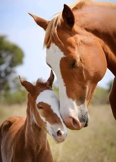 a brown and white horse standing next to a foal