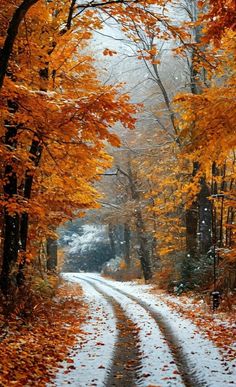 an image of a road in the woods with leaves on it and snow on the ground