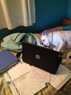 a white dog laying on top of a bed next to a laptop computer and papers