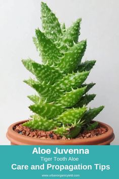 aloe juvena in a pot with text that reads care and propagation tips