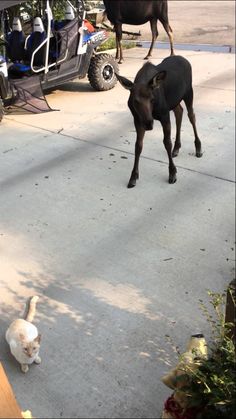 a dog and a cat are walking on the sidewalk