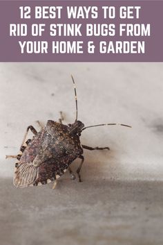 a close up of a bug on the ground with text overlay that reads, 12 best ways to get rid of stink bugs from your home & garden