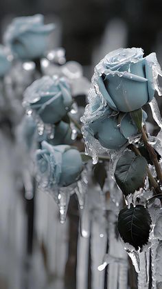 several frosted roses are in vases with water droplets on the stems and leaves