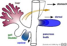 Pancreas - Wikipedia Digestive System, Anatomy