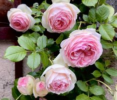 pink roses are growing on the outside of a building