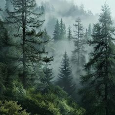 fog in the forest with trees and bushes