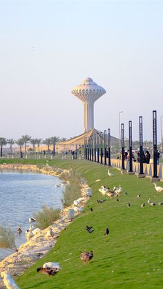 many birds are walking around in the grass next to a body of water and a tall tower