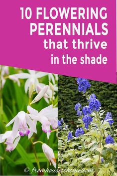 flowers with the words 10 flowering perennials that thive in the shade