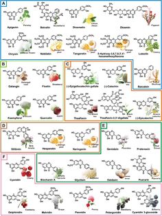 the diagram shows different types of flowers and their names