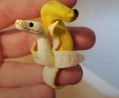 a tiny banana is sitting in the palm of someone's hand, it looks like they are eating something