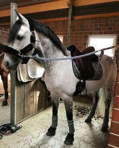 two horses are standing in an enclosed area