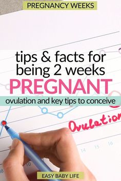 2 weeks pregnant means ovulation! New mom, you need this pregnancy checklist for getting pregnant. All the ovulation signs and symptoms, and the crucial pregnancy timeline. Save this valuable weekly pregnancy guide for all trimesters of pregnancy, going through pregnancy stages, and pregnancy months from early pregnancy to baby delivery. First trimester facts and pregnancy advice for first pregnancy and the next.