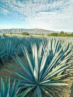 a large blue agavena plant in a field with mountains in the background and clouds in the sky