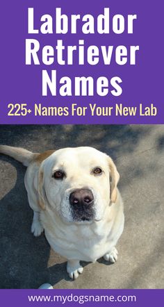 the labrador retriever names for your new lab are shown in purple and white letters