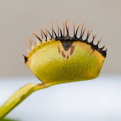 a close up of a flower with spikes on it