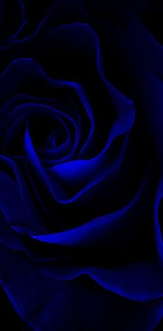 a blue rose is shown in the dark