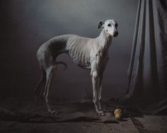 there is a white dog standing in front of a black background with the words, where hunting dogs rest