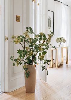 a potted plant sitting on top of a hard wood floor next to a doorway