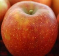 an apple sitting in front of many oranges