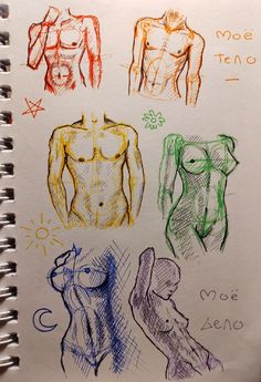 the drawing shows four different types of male torsos