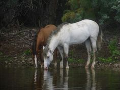 two horses are drinking water from the river