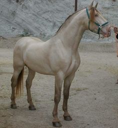 a woman standing next to a white horse on top of a dirt field near a rock wall