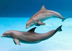 two dolphins swimming in the ocean together