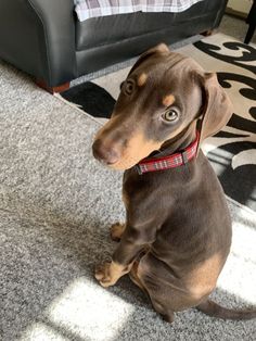 a brown and black dog sitting on the floor