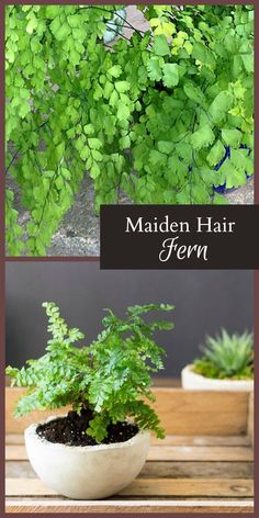 two pictures of green plants in white pots on a wooden table with text that reads maiden hair fern