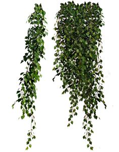 two green plants hanging from the side of a white wall