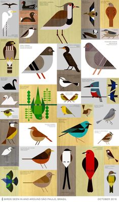 an image of birds in different colors and sizes