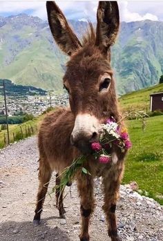 a donkey with flowers in its mouth standing on the side of a road near mountains