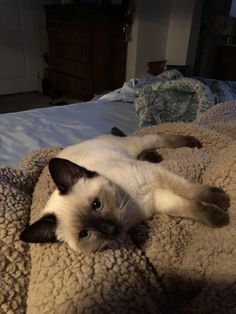 a siamese cat laying on top of a bed covered in blanketed blankets and looking at the camera